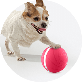 Zoomies Pet Ball